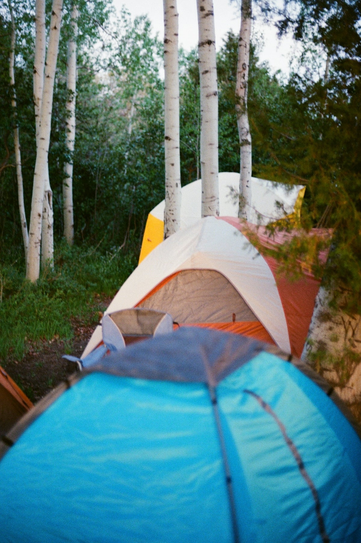 Camping tents are set up amongst the trees.