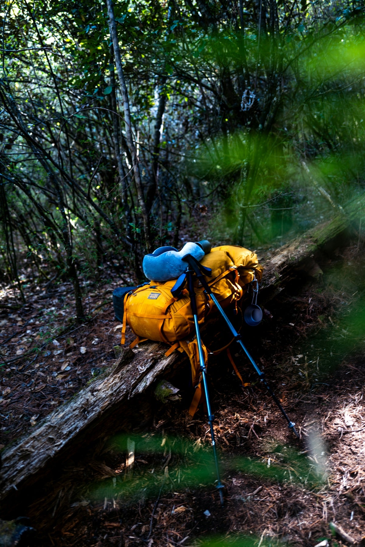 Backpacks and tripod resting on a fallen log.