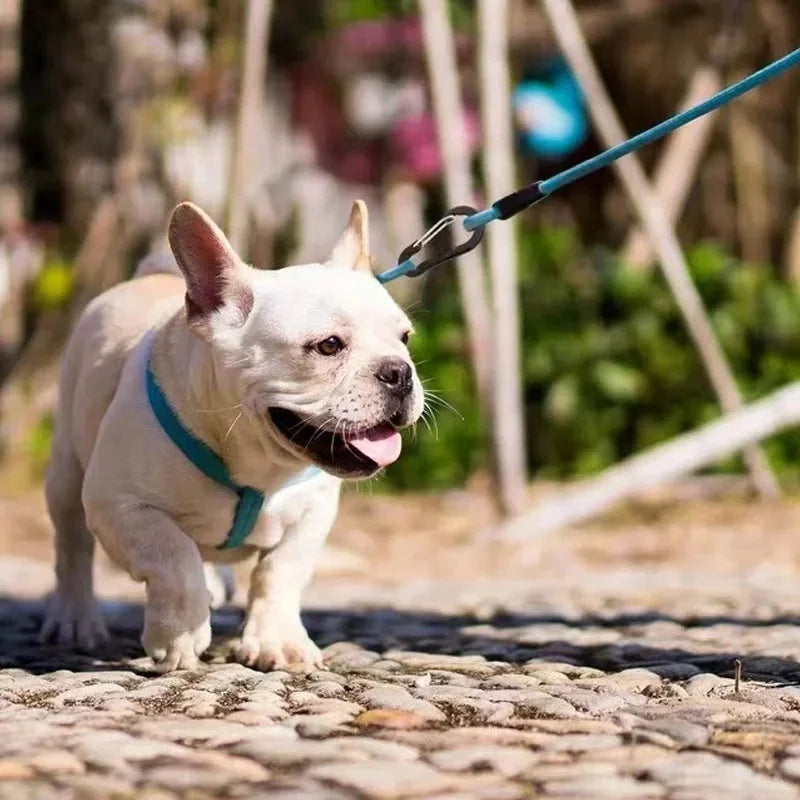 12-Piece Heavy Duty Carabiner Clip Set - Rustproof Aluminum & Stainless Steel Hooks for Camping, Hiking, Keys & Outdoor Gear